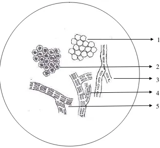 Gambar 4. Mikroskopik serbuk simplisia rumput laut (Sargassum ilicifolium (Turner) C. Agardh) pada pembesaran 10 x 40 