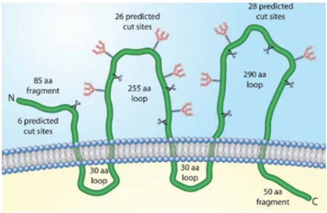 Gambar 1. Letak protein CD133 pada