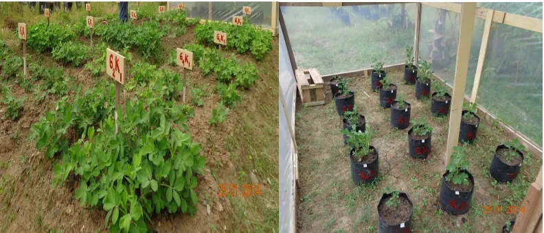 Gambar 1. Tinggi tanaman kacang tanah umur 30 HST pada kondisi lingkungannormal dan cekaman kekeringan
