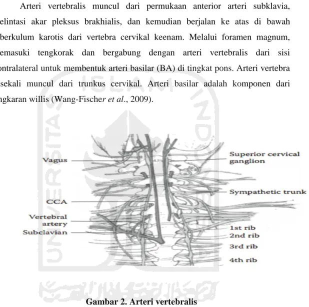 Gambar 2. Arteri vertebralis 