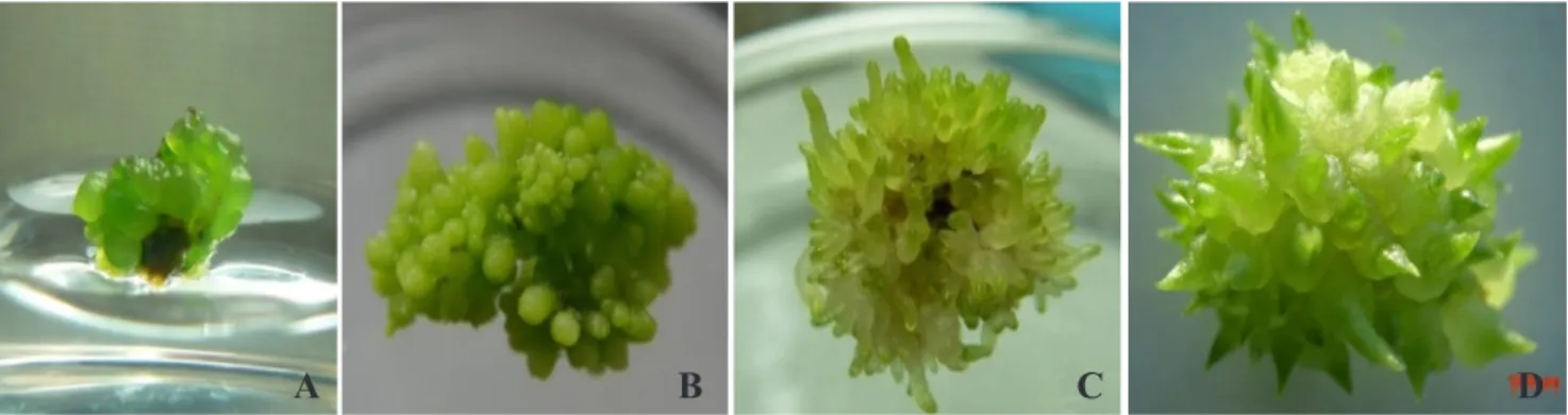 Gambar 1.   Pembentukan dan perkembangan embrio somatik pada Dendrobium. (A) pro-embrio, (B)  globular, (C) skutellar, dan (D) koleoptilar [The formation and development of somatic embryos 