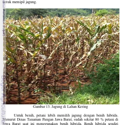 Gambar 13. Jagung di Lahan Kering 