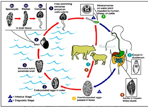 Gambar 1. Siklus hidup cacing Fasciola (Andi, 2016) 