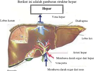 Gambar 2.1 Struktur anatomi hepar (Netter,  1995) 