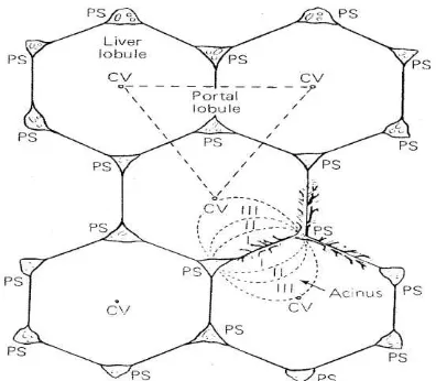 Gambar 2.2.1 Struktur gambaran histologi hepar (Bowen, 2003). 