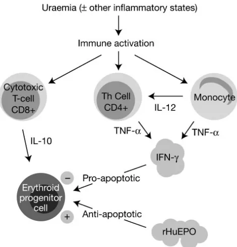 Gambar 4. Bagaimana aktivitas imun pada uremia dan status inflamasi lainnya 