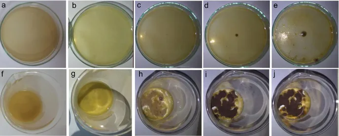 Gambar 9 Koloni bakteri E.Coli yang tumbuh setelah inkubasi 48 jam pada suhu 30 o C pada medium agar 