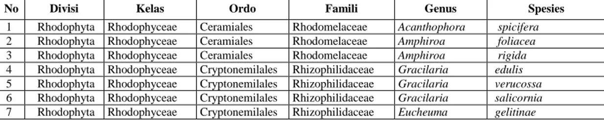 Tabel 2. Komposisi spesies makro alga divisi phaeophyta di pulau Siko. 