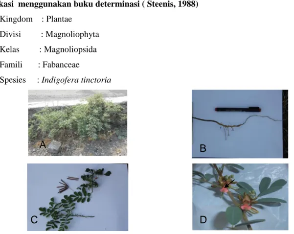 Gambar 4.  Karakter morfologi tanaman taum. A; Perdu tegak,bercabang banyak. B; Akar  tunggang