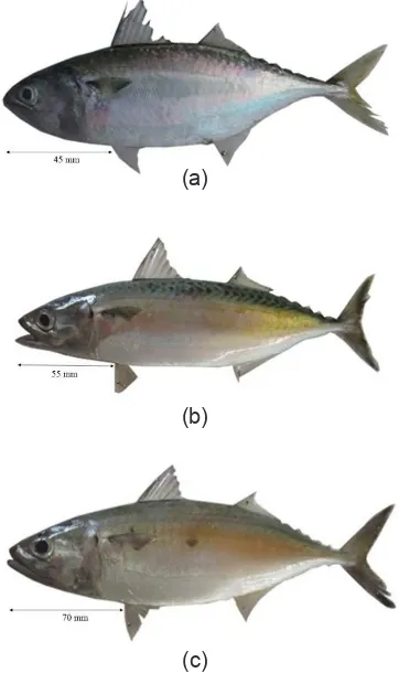 Gambar 2.  Ikan genus Rastrelliger; (a) Ikan kembung (R. faughni), (b) ikan kembung lelaki (R