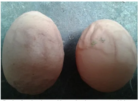 Gambar 3 : telur abnormal karena kerabangnya yang tidak rata 
