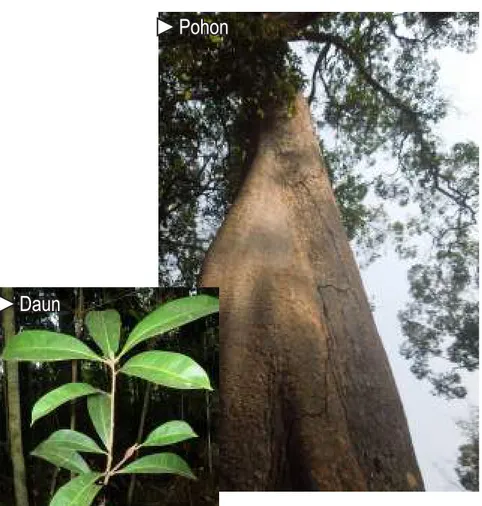 Gambar 6. Gluta wallichii: pohon, batang dan daun.