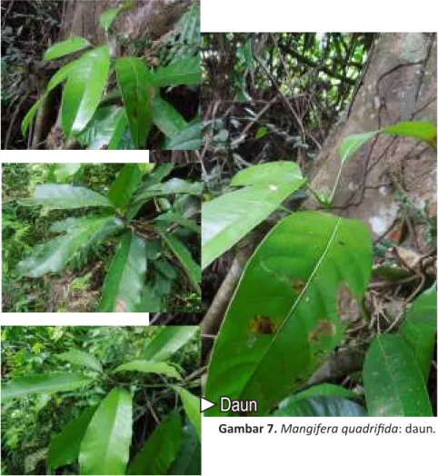 Gambar 7. Mangifera quadrifida: daun.