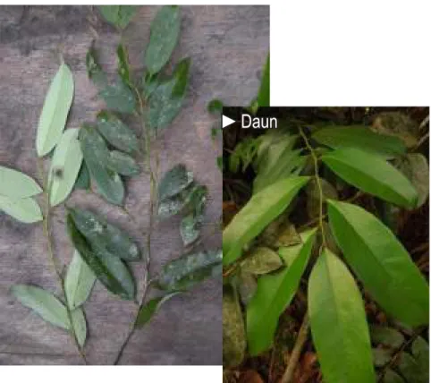Gambar 9. Maasia sumatrana: daun.