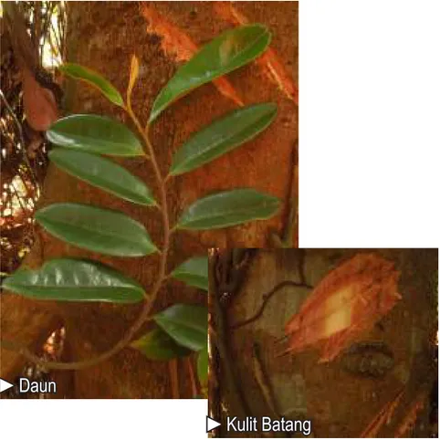 Gambar 12. Xylopia malayana: daun.