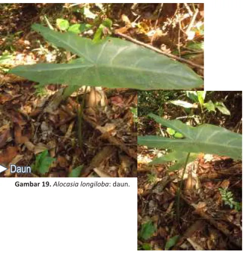 Gambar 19. Alocasia longiloba: daun.