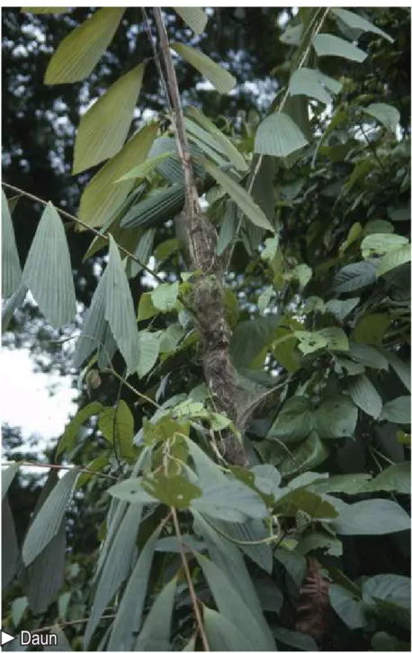 Gambar 23. Korthalsia junghuhnii: daun