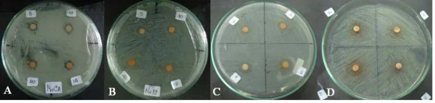 Gambar 4.2.1 Uji antagonis antara ekstrak metanol biji alpukat terhadap       (A) C. albicans (B) E