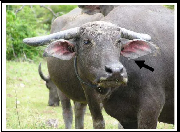 Gambar  4.9.  Ternak Kerbau yang Diberi Torehan Khusus di                         Telinga (Pejare) untuk Menandai Kepemilikan  