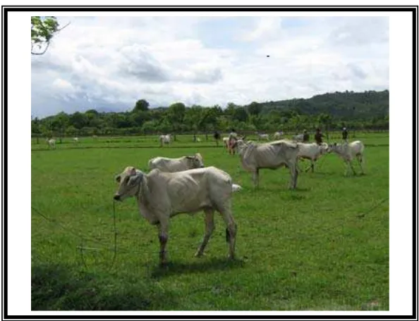 Gambar 4.10.  Ternak Sapi Hissar yang Digembalakan di Lahan                              Pertanian Saat Bera   