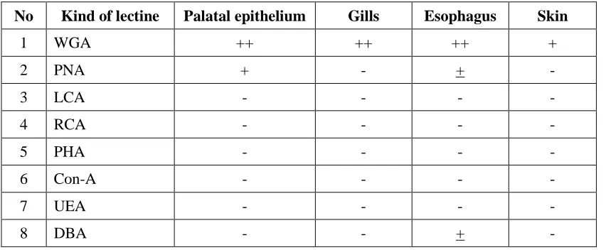 Table 2. Painting FITC-lectine on several tissues of Tillapia  