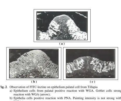 Fig. 2.  Observation of FITC-lectine on epithelium palatal cell from Tillapia a) Epithelium cells from palatal positive reaction with WGA