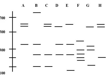 Fig. 2 . RFLP patterns among coral bacteria as digested by HaeIII enzyme 