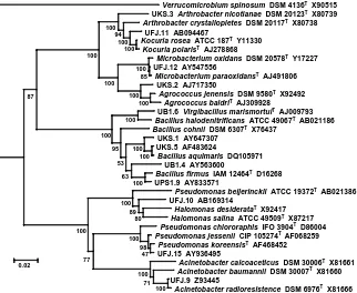 Table 1.  Phylogenetic characterization and distribution of phylotype  