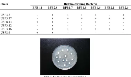 Fig 2. Screening of antifouling 