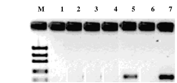 Fig 3. Phylogenetic tree based on comparative 16S rRNA gene sequence analysis of Phelagiobacter species showing the phylogenetic affiliation of strain USP3.37