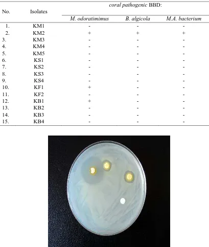 Table 1. Inhibition test of coral bacteria against coral pathogenic BBD 