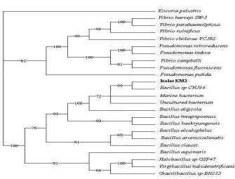 Fig 2. PCR-based screening of NRPS producing-KM2 strain. + control  (Pseudomonas fluorescens DSM No