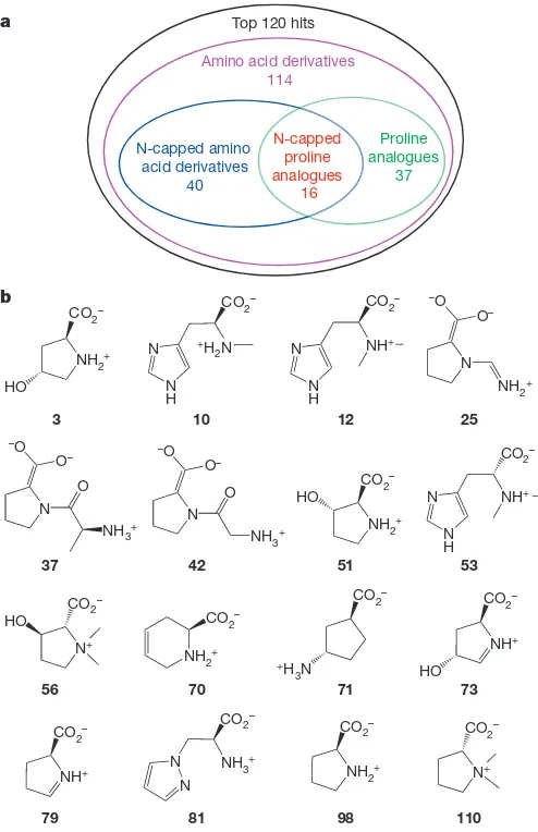 Figure 4 |Pyr4H2C,semialdehyde. The enzymes are coloured as in Fig. 2.HpbD fromdehydrated and deaminated, and finally oxidized towhich undergoes two Catabolic pathway for tHyp-B and kinetic constants for HpbD.a, Catabolic pathway for tHyp-B