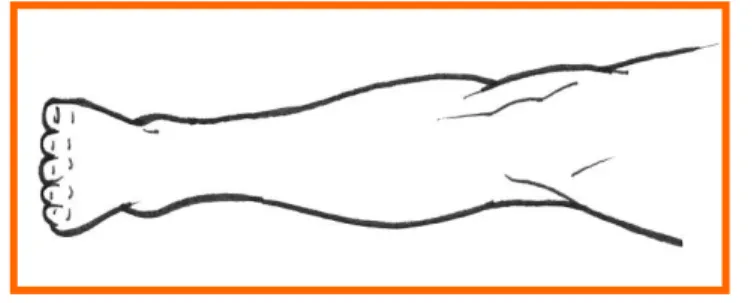 Gambar  a.3.  Lakukan  teknik  masase    dengan  cara  menggabungkan  teknik  gerusan    dan  gosokan    pada  ligamen  sendi  pergelangan  kaki  ke 