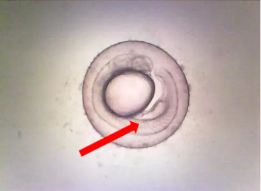 Gambar 4.6 Contoh gambaran pembentukan somit dari embrio yang berumur  sekitar 24 jam pada pemaparan ekstrak air daun turi konsentrasi 100 ppm 