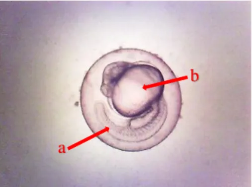 Gambar 4.7 Contoh gambaran pelepasan tail-bud (a) dari yolk (b) embrio ikan  zebra pada paparan ekstrak air daun turi konsentrasi 100 ppm 
