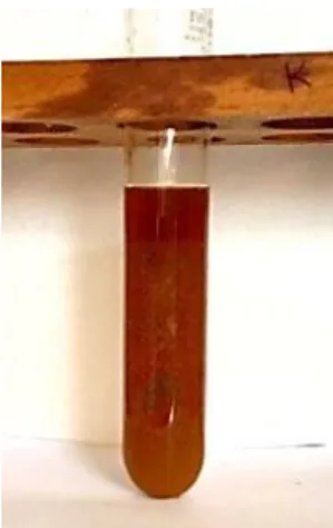 Gambar 4.3 Hasil uji kandungan terpenoid