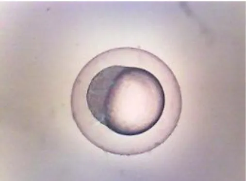 Gambar 4.4 Embrio ikan zebra yang sudah berumur sekitar 2-3 jam setelah  fertilisasi 