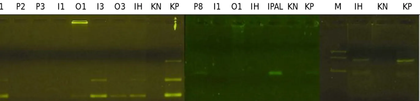 Gambar 2. Amplifikasi  PCR  dari  sampel  plankton  yang  diisolasi  dari  beberapa  lokasi  tambak  udang super-intensif.