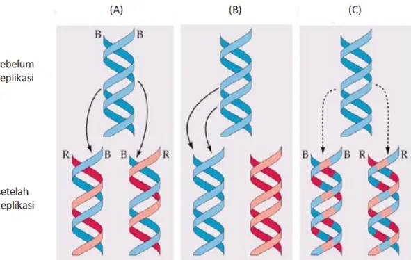Gambar 11. Proses Replikasi DNA Sumber: http://id.wikipedia.org