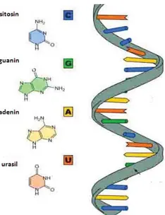 Gambar 16. Struktur RNA Sumber: Dokumentasi penulis