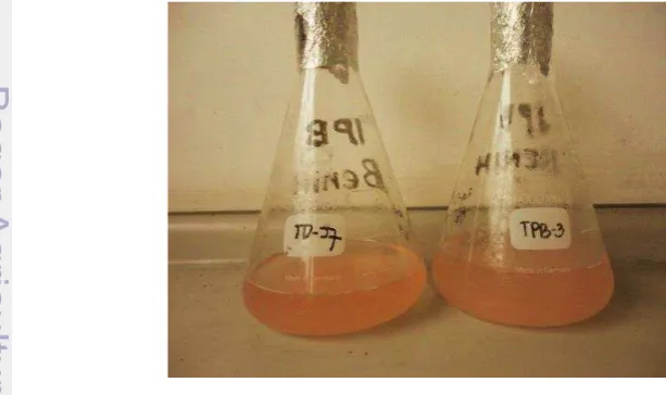 Gambar 2. Isolat Methylobacterium TD-J7 dan TD-TPB3 yang siap digunakan. 