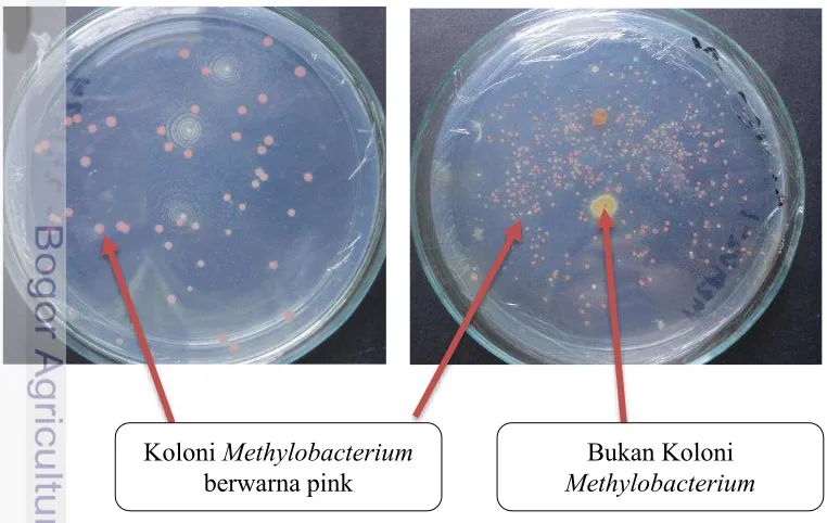 Gambar 3. Koloni Methylobacterium spp  