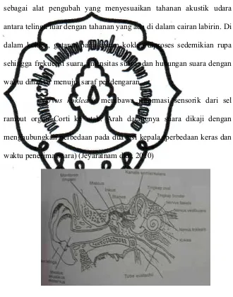 Gambar 1. Diagram Telinga (Jeyaratnam dkk, 2010) 