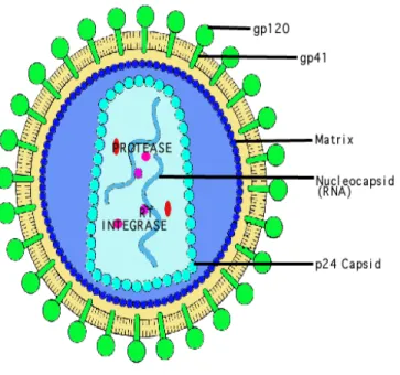 Gambar 1. Struktur HIV             