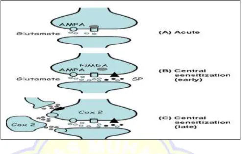 Gambar  2.3.Central  sensitization.  Kontribusi  neuron  sumsum  tulang  belakang  untuk  nyeri  a