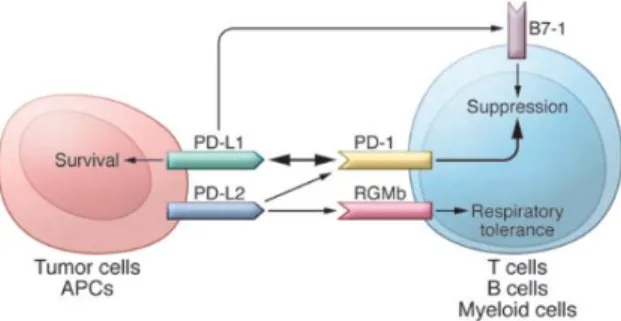 Gambar  3.  Mekanisme  imunosupresi  pada  jalur  PD- PD-1/PD-L1  pada  tumor.  Sel  Tumor  dan  sel-sel  lain  dalam  microenvironment  tumor  dapat  mengekspresi 