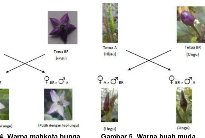 Tabel 4.Karakter kualitatif tanaman tetua dan hasil persilangan FP×A 