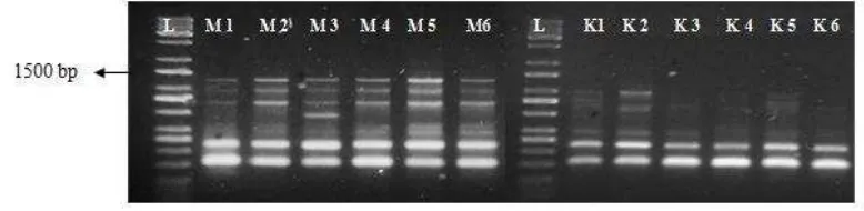 Gambar 5. Hasil amplifikasi DNA tanaman jagung berondong stroberi  (M) 