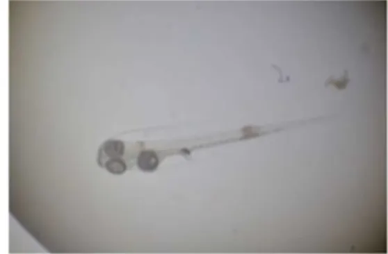 Gambar 14. Larva Artemia nauplius 
